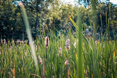 Sulak alanlarda büyüyen cattails