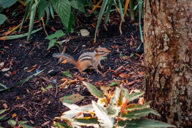 Sincap çalıların altında saklanıyor.