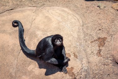 Michigan Grand Rapids 'deki hayvanat bahçesinde kayanın üzerinde oturan örümcek maymun.