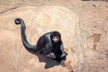 Hayvanat bahçesindeki bir kayanın üzerinde oturan örümcek maymun.