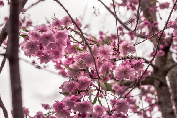 Cherry Blossom Tree Blooming Spring — Stock Photo, Image