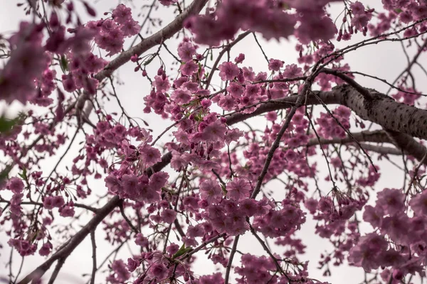 Třešňových Květů Plném Květu — Stock fotografie