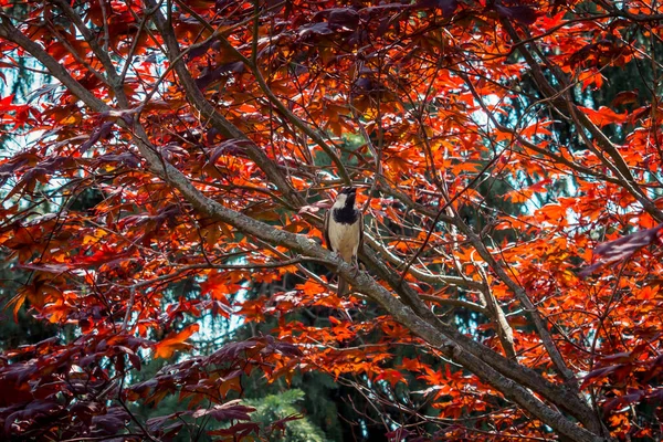 머리의 박새가 여름날 나무에 — 스톡 사진