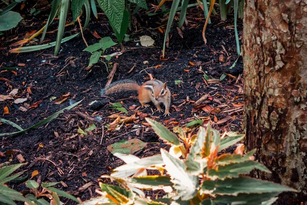 Primer Plano Una Ardilla Jardín — Foto de Stock