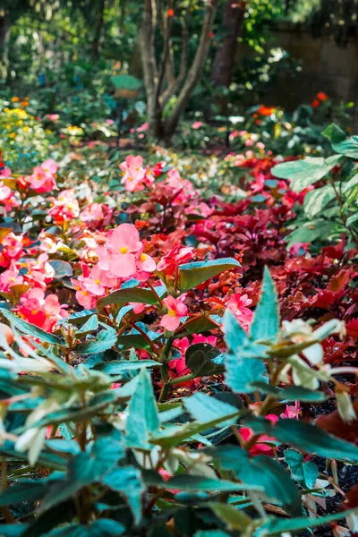 Fleurs Rouges Poussant Dans Jardin Été — Photo