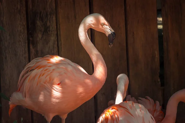 Flamingos Escondidos Sombra Dia Verão Zoológico — Fotografia de Stock