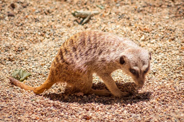 Meerkat Σκάβει Για Έντομα Στην Άμμο — Φωτογραφία Αρχείου