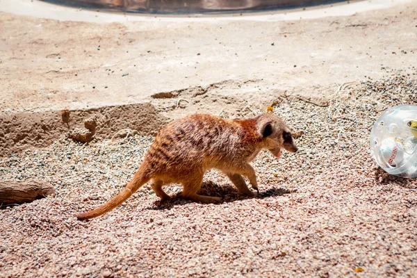 Meerkat Σκάψιμο Για Τρόφιμα — Φωτογραφία Αρχείου