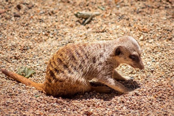 Meerkat Σκάβει Για Φαγητό Στην Άμμο Στο Ζωολογικό Κήπο — Φωτογραφία Αρχείου