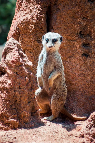 Meerkat Σκαρφαλωμένο Μπροστά Από Ένα Λόφο Τερμίτη Στο Ζωολογικό Κήπο — Φωτογραφία Αρχείου