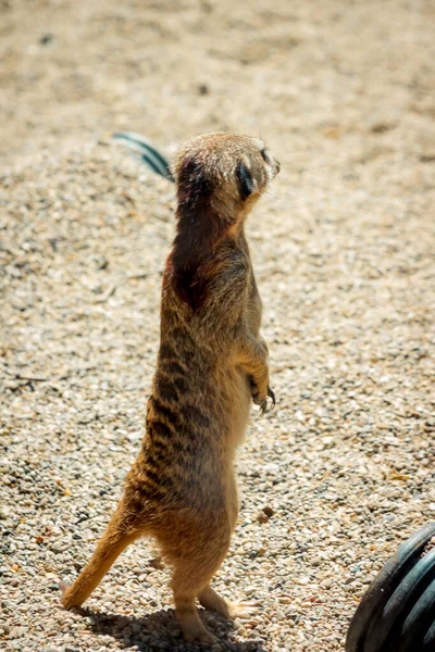 Meerkat Στέκεται Στην Άμμο Στο Ζωολογικό Κήπο — Φωτογραφία Αρχείου