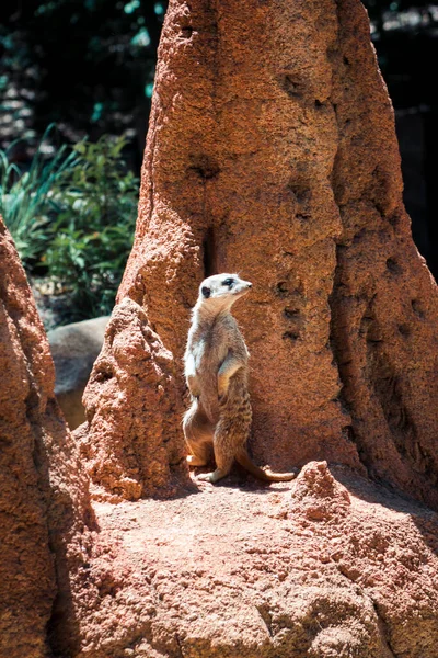 Meerkat Σκαρφαλωμένο Μπροστά Από Ένα Λόφο Τερμίτη — Φωτογραφία Αρχείου
