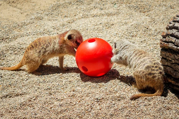 Surykatki Bawiące Się Piłką Zoo — Zdjęcie stockowe