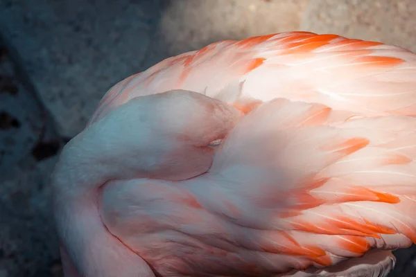 Pink Flamingo Sleeping Shade Zoo — Stock Photo, Image