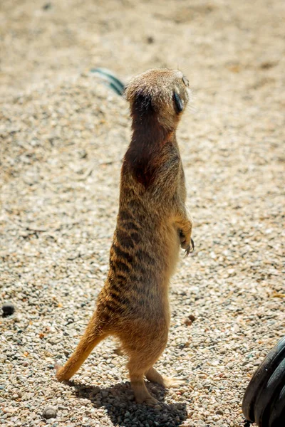 Meerkat Στέκεται Στην Άμμο — Φωτογραφία Αρχείου