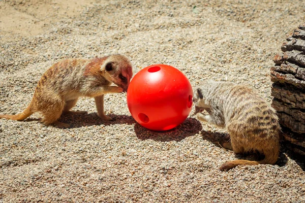 Surykatki Bawiące Się Piłką Zoo — Zdjęcie stockowe