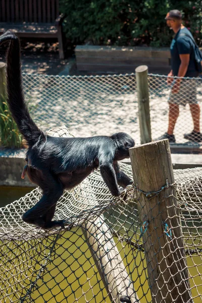 동물원에 주위를 어슬렁 거리는 거미원숭이 — 스톡 사진