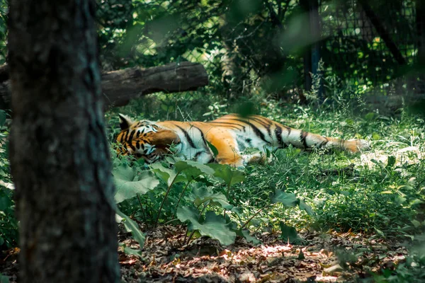 Тигр Отдыхает Тени Зоопарка Гранд Рапидс Мичиган — стоковое фото