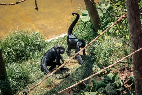 주위를 배회하는 스파이더 원숭이 — 스톡 사진