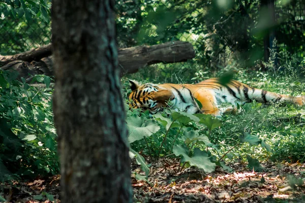 Тигр Отдыхая Тени — стоковое фото