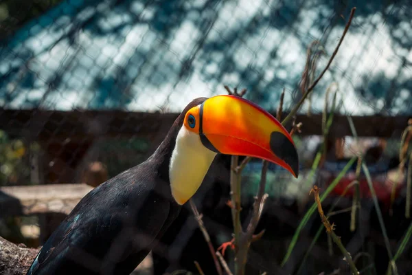 Toucan Ένα Περίβλημα Μια Καλοκαιρινή Μέρα Στο Ζωολογικό Κήπο — Φωτογραφία Αρχείου