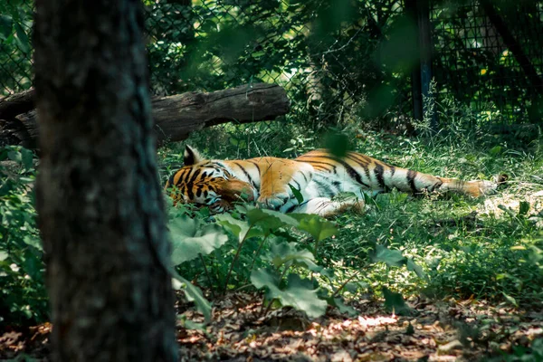 Tiger Rolling Grass — Stock Photo, Image