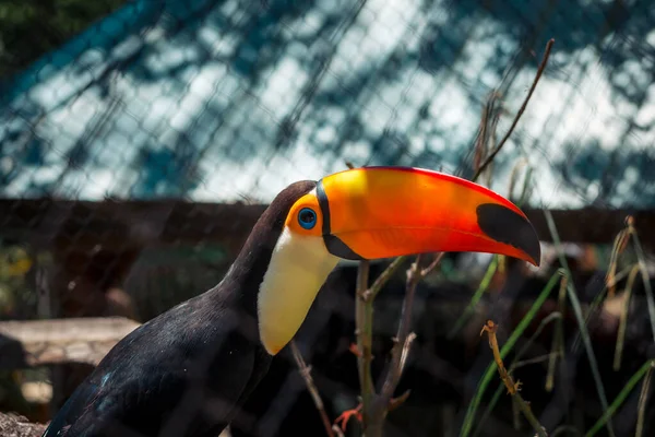 Toucan Enclosure Summer Day — Stock Photo, Image
