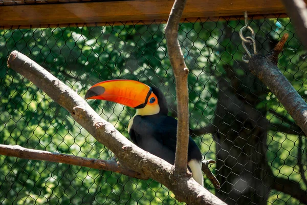 Toucan Perché Sur Une Branche Dans Une Enceinte Zoo — Photo