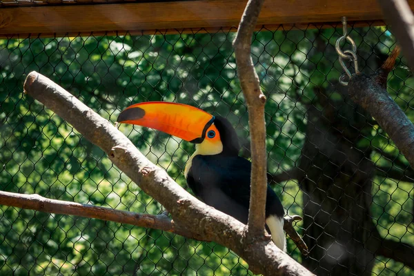 Toucan Sidder Gren - Stock-foto