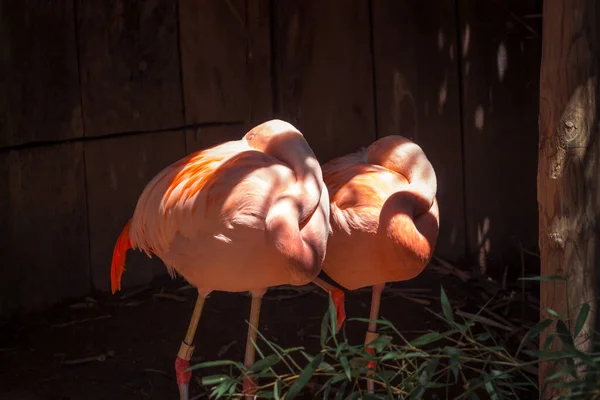 Dois Flamingos Sentados Sombra Zoológico — Fotografia de Stock