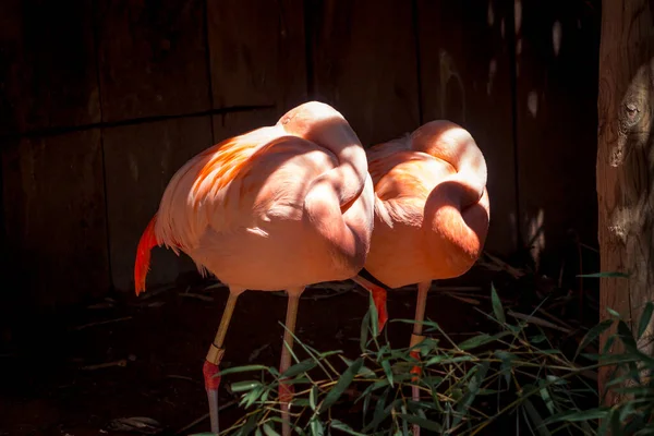 Dois Flamingos Sentados Sombra — Fotografia de Stock