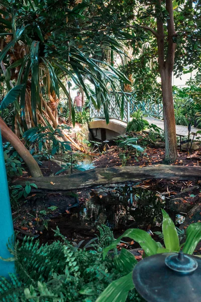 Pont Sentier Dans Serre Tropicale — Photo