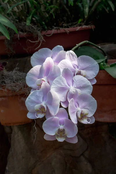 Orchideen Blühen Tropischen Garten — Stockfoto