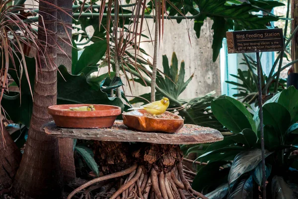 Tropikal Bahçelerdeki Bir Tabaktan Yemek Yiyen Tropikal Kuşlar — Stok fotoğraf