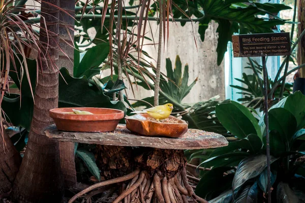 Sarı Kuş Tropikal Bahçede Bir Çanaktan Yemek Yiyor — Stok fotoğraf