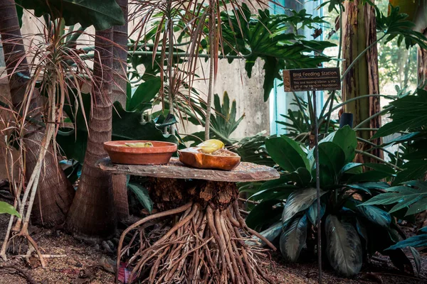 Bahçelerdeki Tropikal Serada Bir Çanaktan Yemek Yiyen Sarı Kuş — Stok fotoğraf