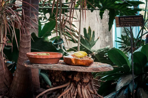 Sarı Kuş Tropik Serada Bir Tabaktan Yemek Yiyor — Stok fotoğraf