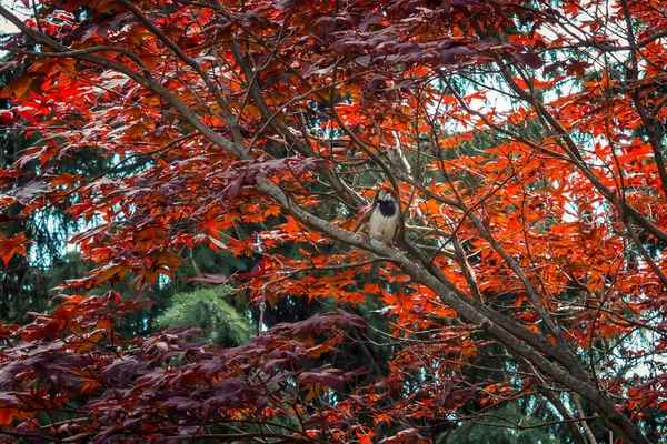 Black Capped Chickadee Empoleirado Uma Árvore Fotos De Bancos De Imagens