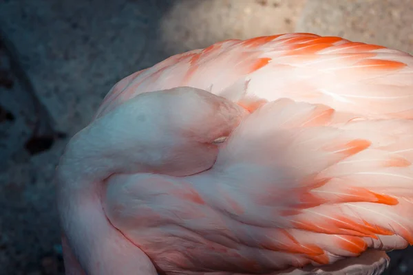 Flamingo Dormindo Sombra Zoológico Fotos De Bancos De Imagens