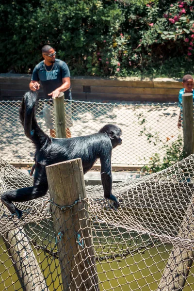 Örümcek Maymun Hayvanat Bahçesine Tırmanıyor - Stok İmaj