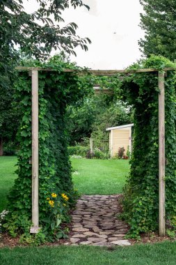 Bir kafes içinde büyüyen Hops