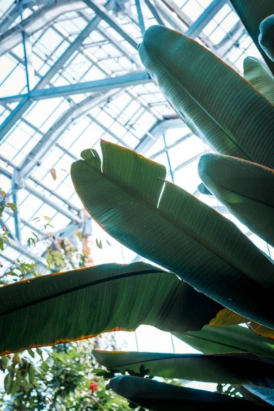 Pohled Listí Tropickém Skleníku — Stock fotografie