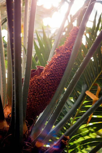 Feuillage Luxuriant Dans Serre Jardin Tropical — Photo