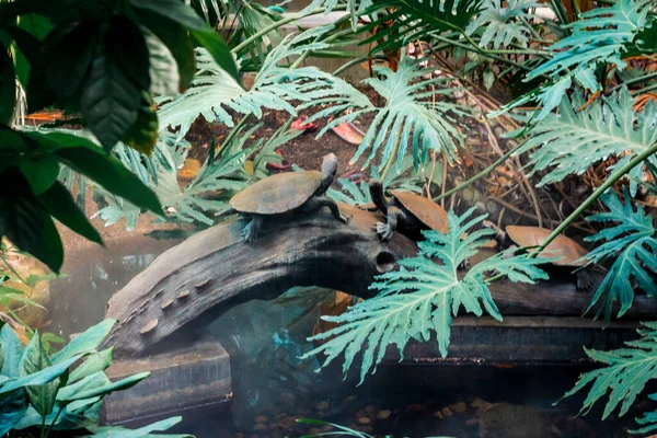 Tropik Bahçede Kaplumbağa Heykeli — Stok fotoğraf