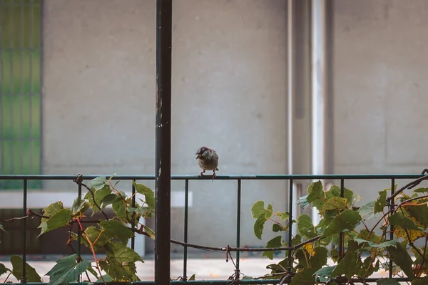 Finch Egy Kerítésen Ült Kertben — Stock Fotó