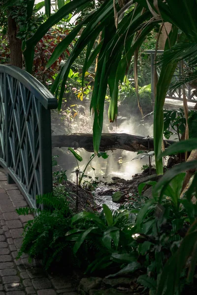 Brume Montant Ruisseau Dans Jardin Tropical — Photo