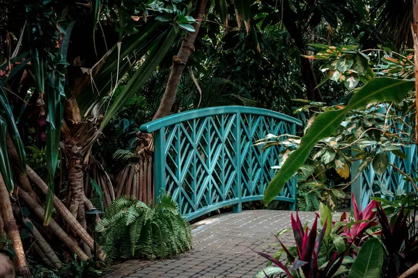 Tropikal Bahçedeki Köprüye Giden Yol — Stok fotoğraf