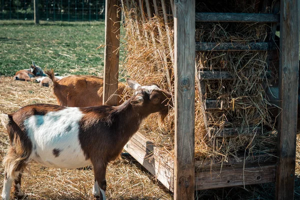 Goats Eating Hay Feeding Bin — Stock Photo, Image