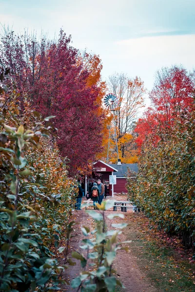 Looking Row Apple Trees Orchard Fall — Stock Photo, Image