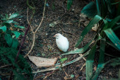 Malá křepelka skrývající se v keři v tropické zahradě